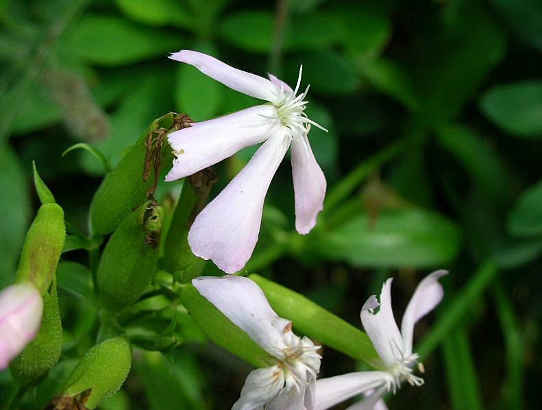 Saponaria officinalis / Saponaria comune